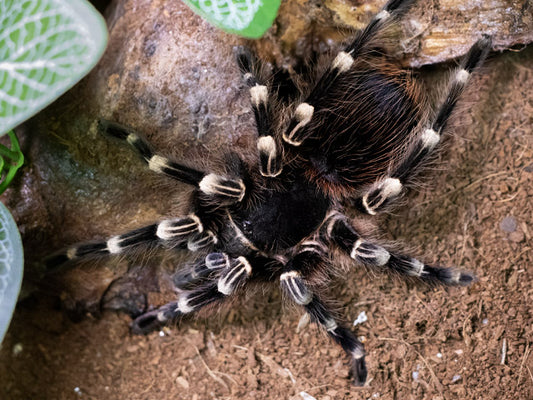 Giant White Knee (Acanthoscurria geniculata)