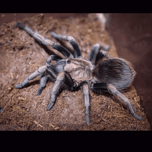 Peruvian Blonde (Lasiodorides Polycuspulatus)