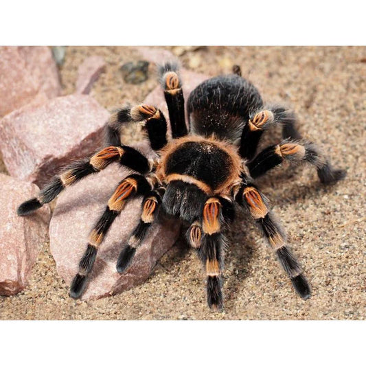 Mexican Red Knee (Brachypelma Hamorii)