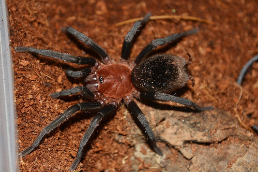 Brazilian Red Head (Bumba horrida)
