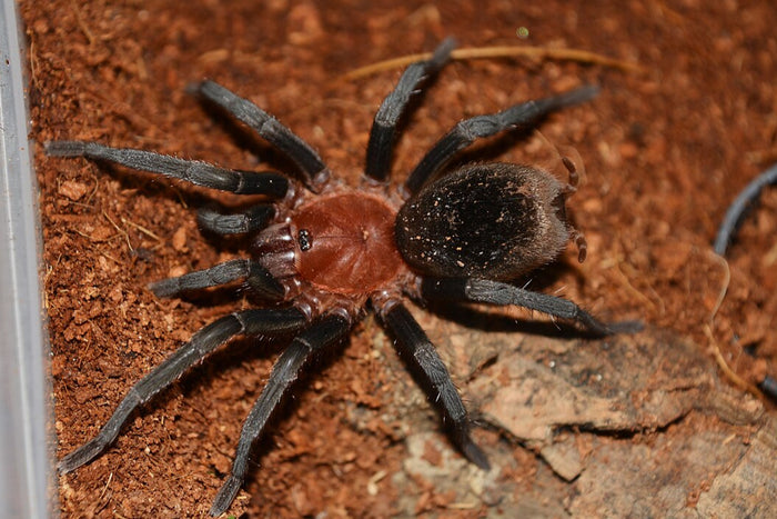 Brazilian Red Head (Bumba horrida)