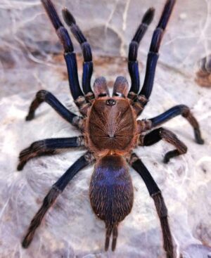 Purple Earth Tiger (Chilobrachys sp. “Aladdin")