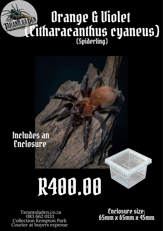 Arachnid Pack