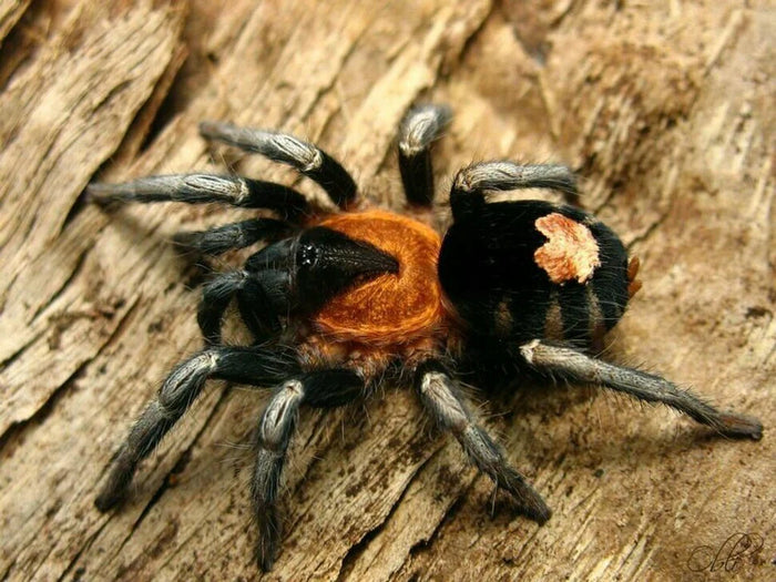 Trinidad Dwarf Tiger (Cyriocosmus Elegans)
