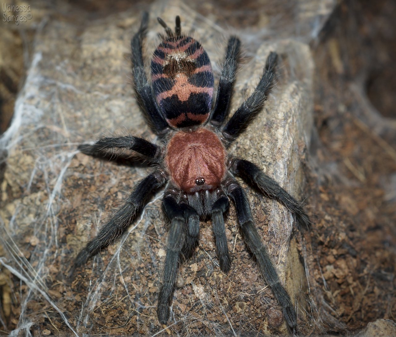 Tiger Rump Guatemalan Tiger Rump (Davus pentaloris) – Tarantuladen.co.za