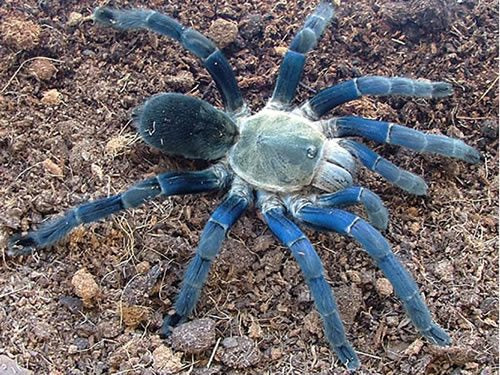 Cobalt Blue (Melopoeus lividus)