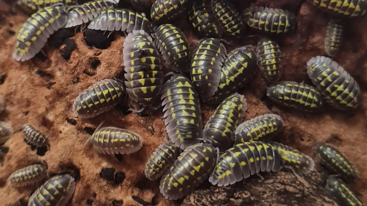 Armadillidium Gestroi Isopods (Colony of 5)