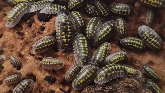 Armadillidium Gestroi Isopods (Colony of 5)