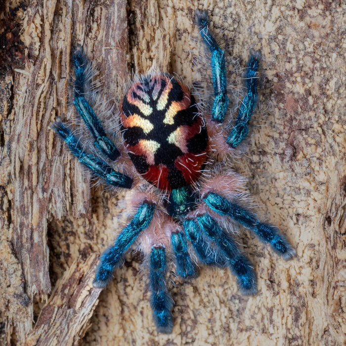 Brazilian Jewel (Typhochlaena seladonia)