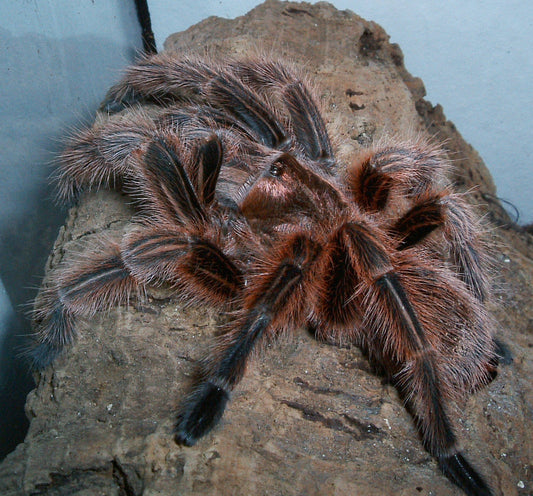 Chilean Rose Tarantula (Grammostola rosea RCF)