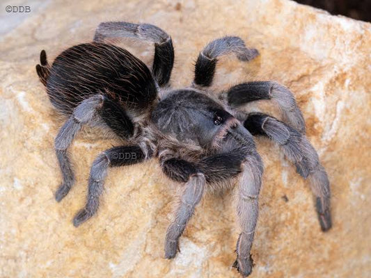 Panama Gold (Aphonopelma belindae)