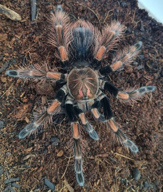Pamphobeteus sp. Light