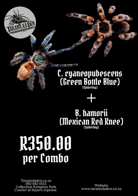 C. cyaneopubescens (Green Bottle Blue) & B.hamorii (Mexican Red Knee) Combo