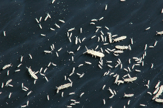 Springtails