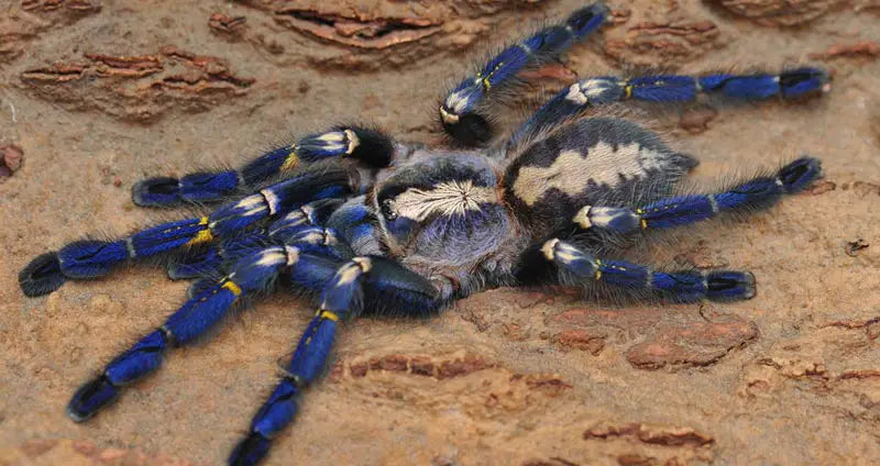 Gooty Sapphire Ornamental (Poecilotheria metallica)