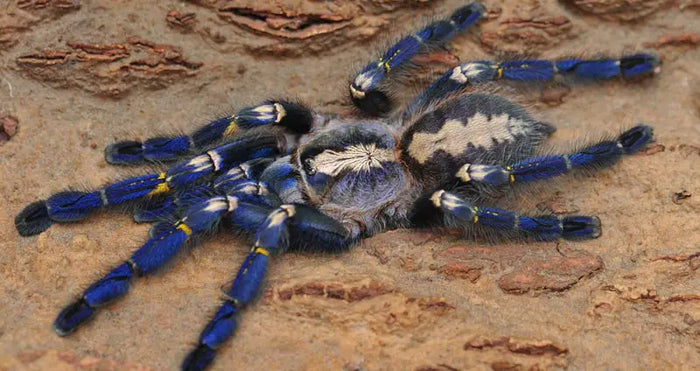 Gooty Sapphire Ornamental (Poecilotheria metallica)