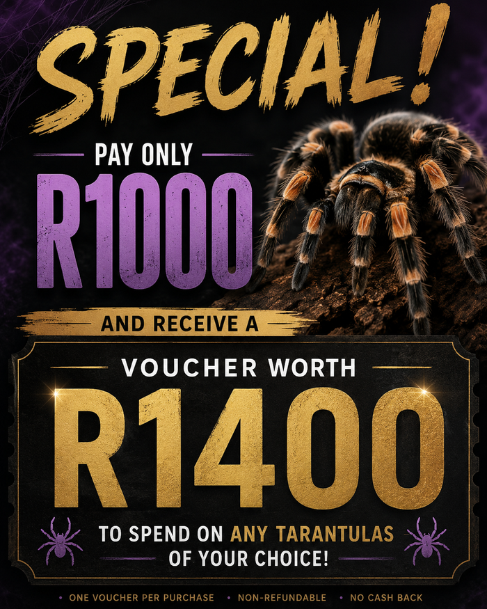 The Golden Web Voucher