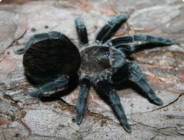 Mexican Black Velvet (Tliltocatl schroederi)