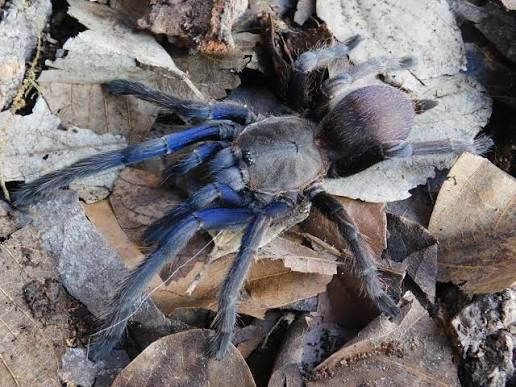 Cambodia Blue (Chilobrachys Dyscolus)