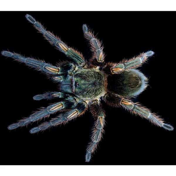 Peru Green Velvet (Ewok pruriens)