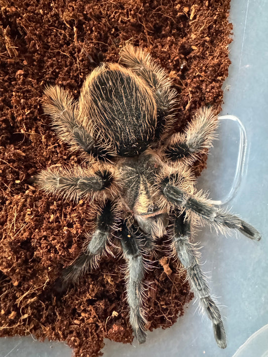 Curly Hair Tarantula (Tliltocatl Albopilosus)