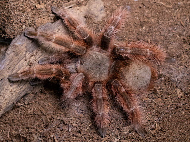 Nhandu tripepii Brazilian Giant Blonde tarantula sling