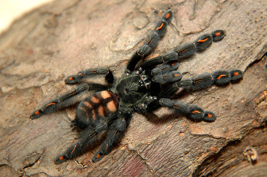 Venezuelan Suntiger (Psalmopoeus Irminia)