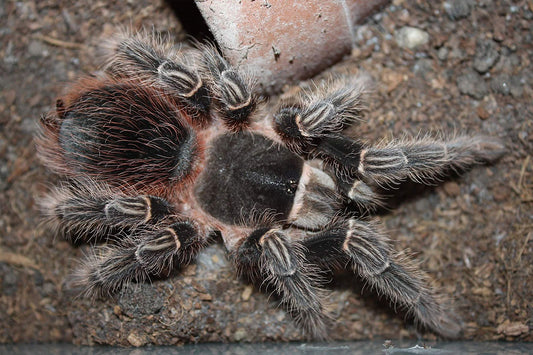 Scarlet Bird Eater (Lasiodora Klugi)