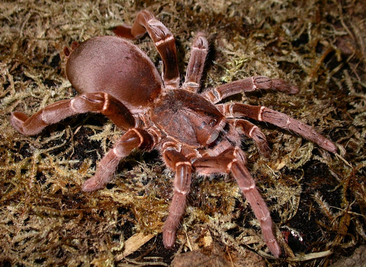 King Baboon (Pelinobius Muticus)