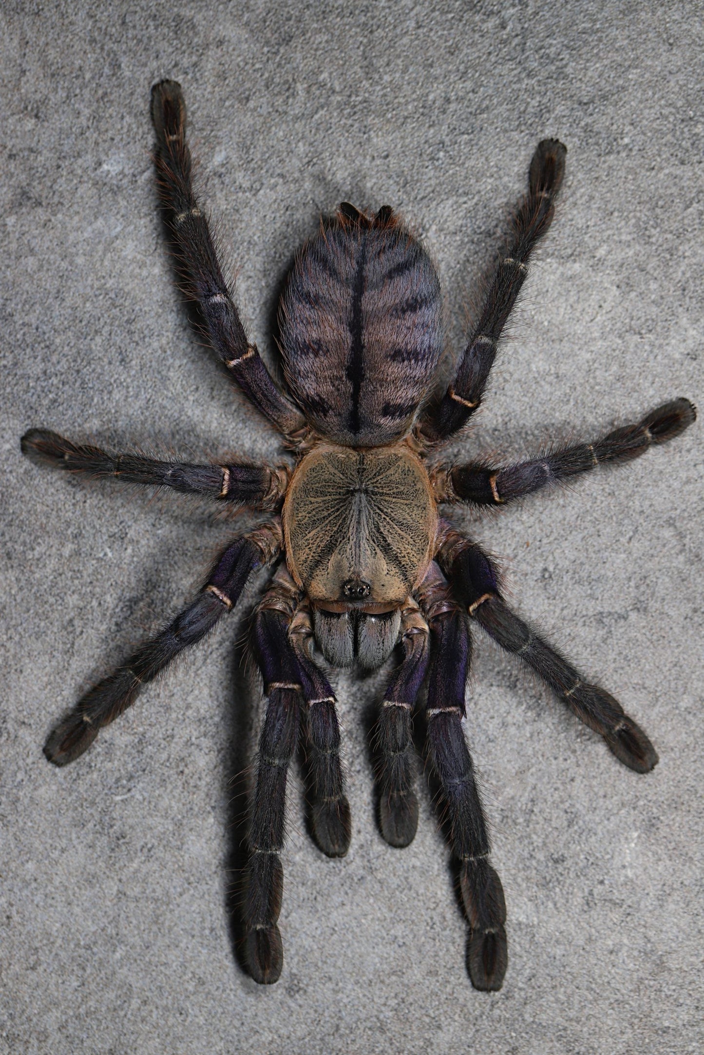 Phan Cay Blue (Ornithoctoninae sp. Phan Cay Blue)