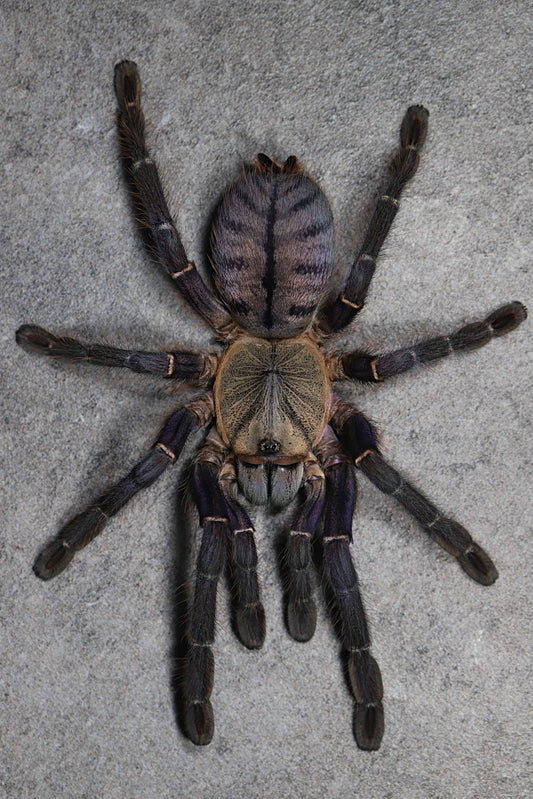 Phan Cay Blue (Ornithoctoninae sp. Phan Cay Blue)