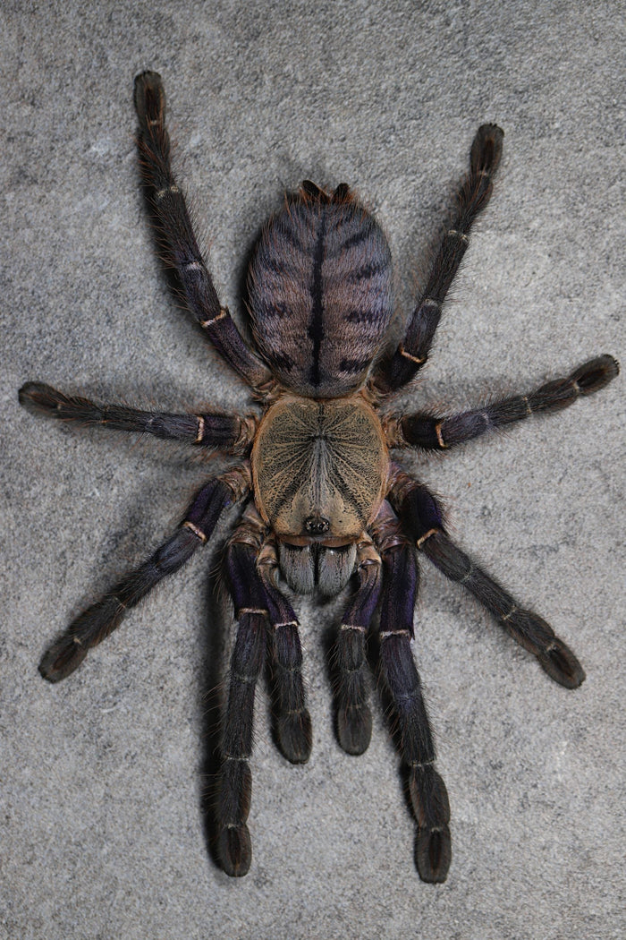 Phan Cay Blue (Ornithoctoninae sp. Phan Cay Blue)