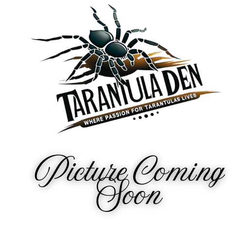 Whistling Tarantula (Selenocosmia Crassipes)