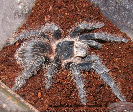 Salmon Pink Birdeater (Lasiodora parahybana)