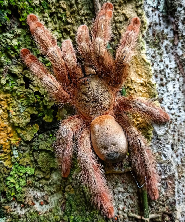 Panama Blonde(Psalmopoeus pulcher)