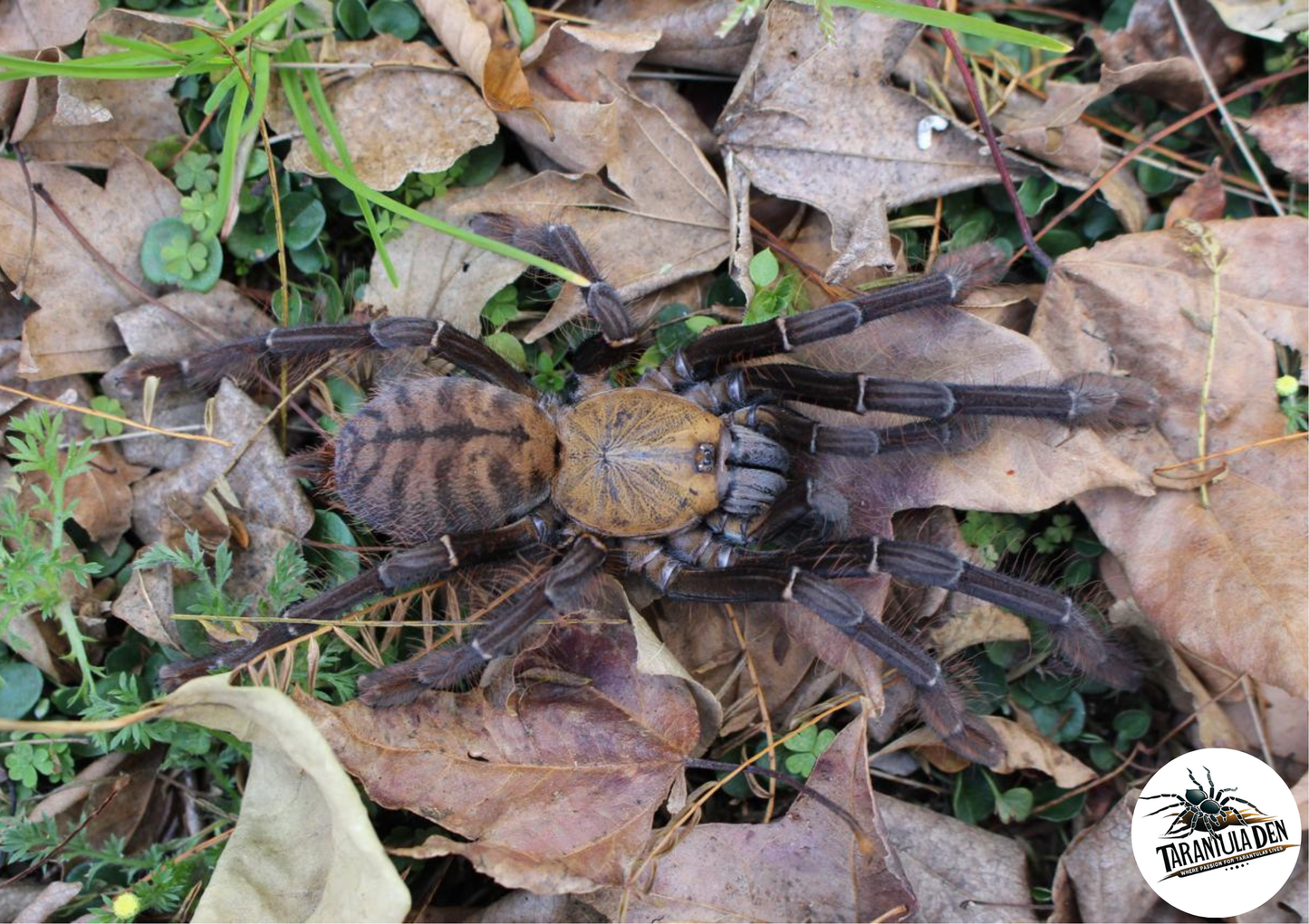 Phormingochilus sp. “Akcaya”