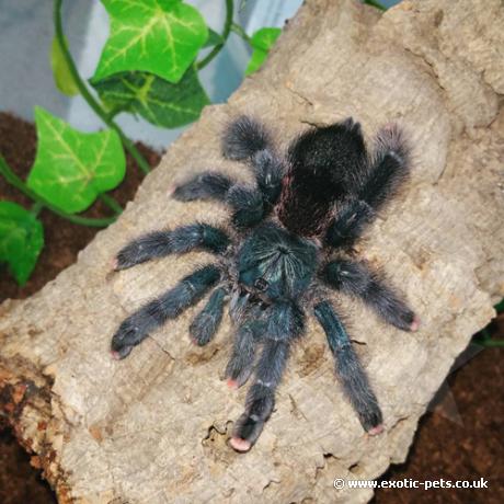 Guyana Pink Toe (Avicularia Avicularia)