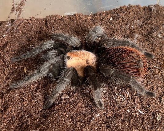 Mexican Golden Red Rump (Brachypelma Albiceps)