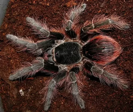 Brazilian Red (Nhandu carapoensis)