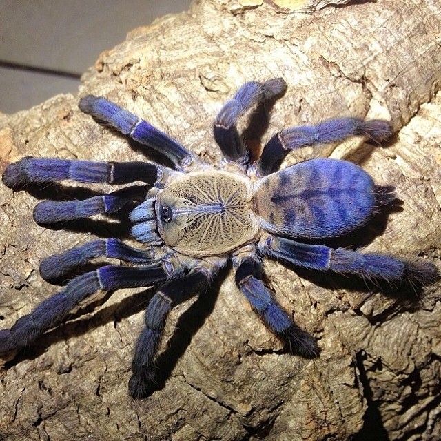 Purple Earth Tiger (Phormingochilus hati hati)
