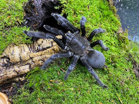 Dark Earth Tiger (Chilobrachys sp. “Kaeng Krachan”)