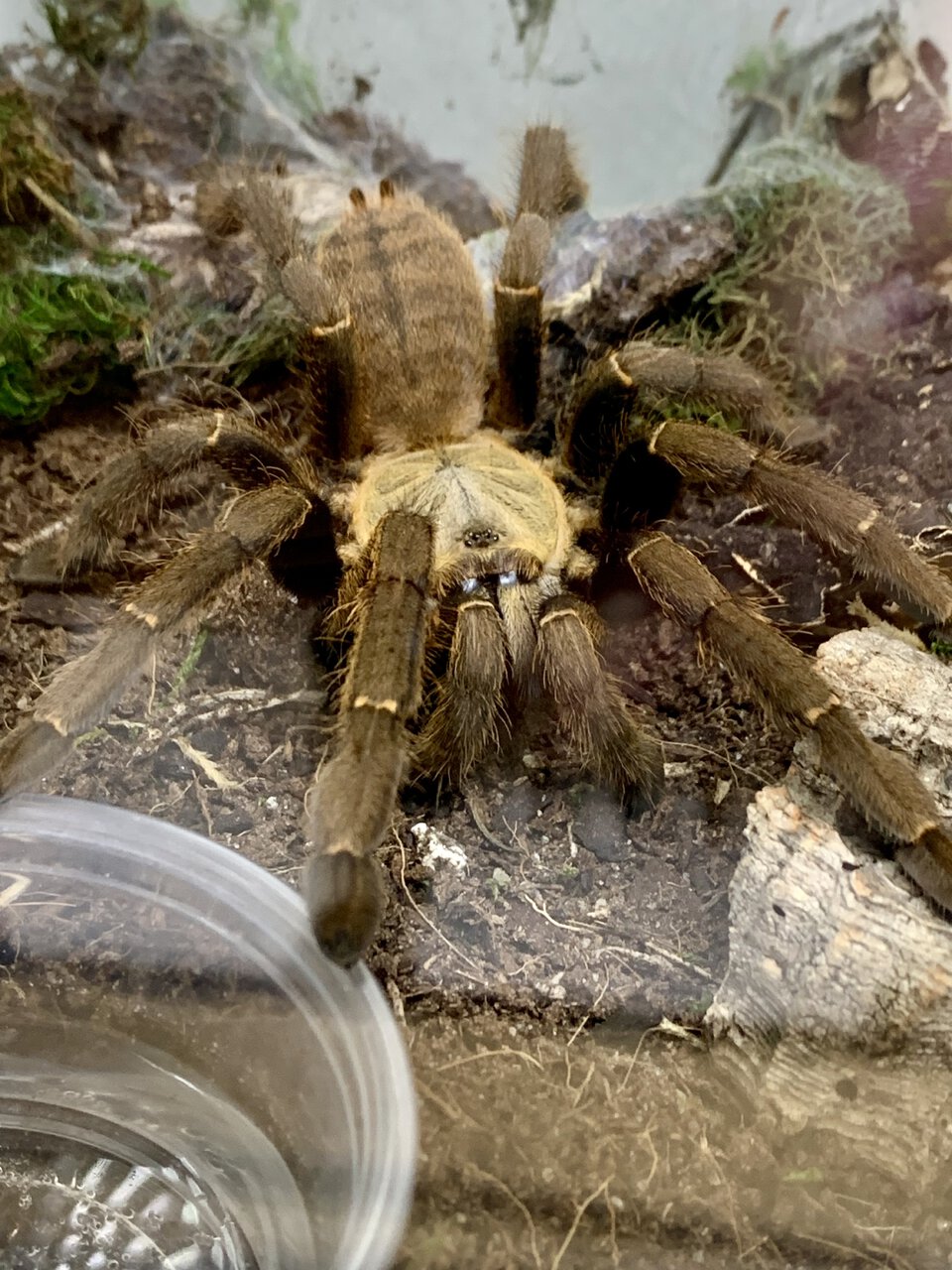 Haplopelma cf. schmidti “Ke Bang”