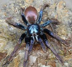 LSD Earth Tiger (Haploclastus devamatha)