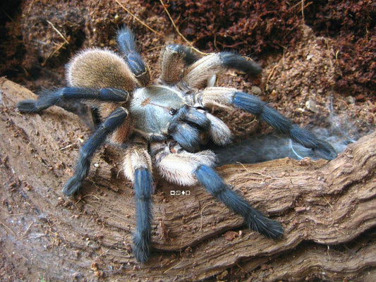 Socotra Island Blue Baboon (Monocentropus Balfouri)