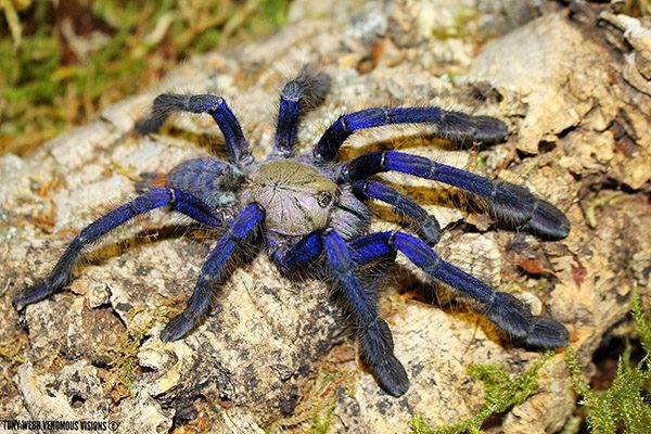 Singapore Blue  – Omothymus violaceopes
