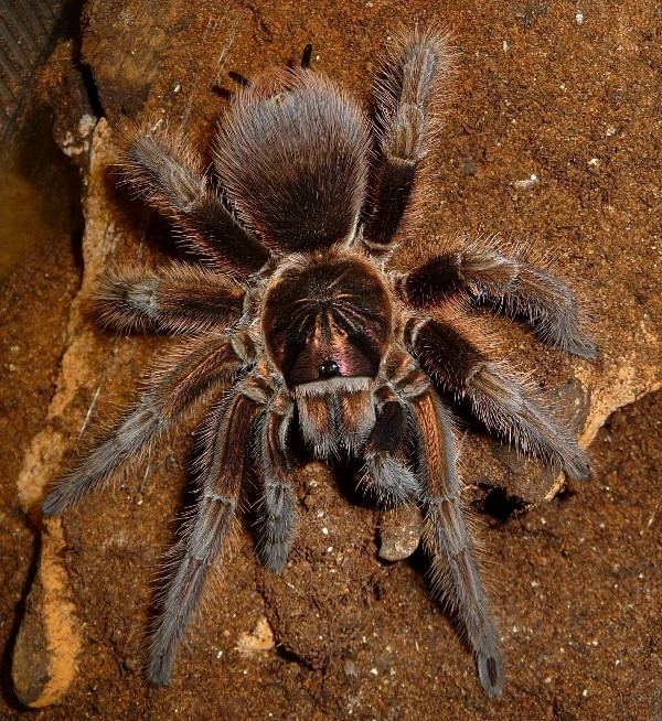 Haitian Brown (Phormictopus Cancerides)