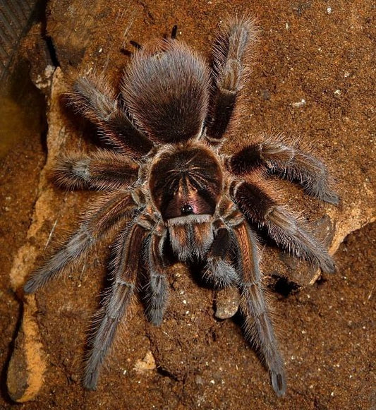 Haitian Brown (Phormictopus Cancerides)