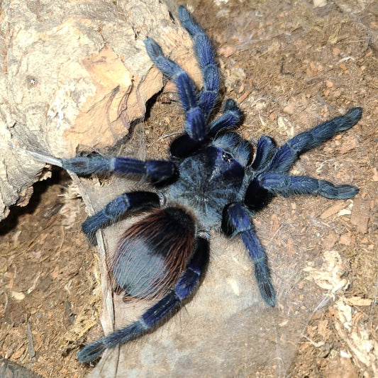 Brazilian Blue(Lasiocyano Sazimai)