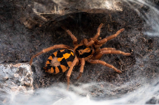 Pumpkin Patch (Hapalopus Formosus)