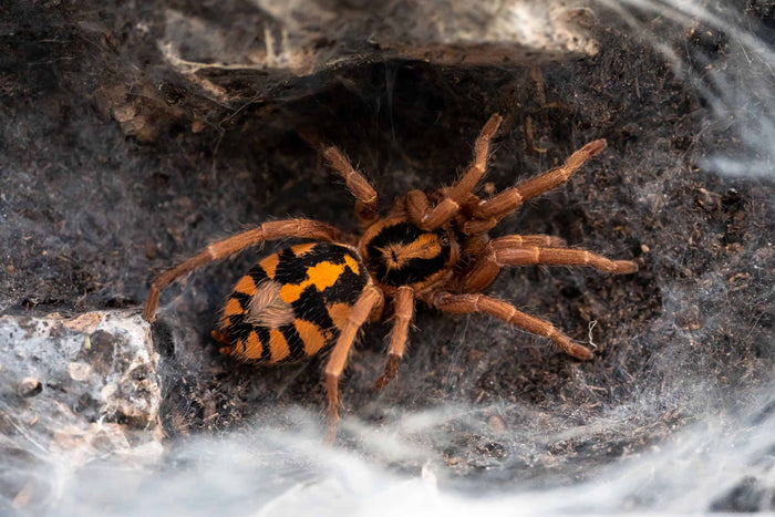 Pumpkin Patch (Hapalopus Formosus)